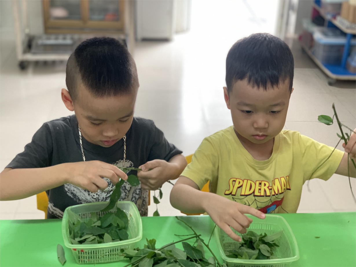 Hình ảnh các bé lớp C3 thực hành tuốt rau ngót